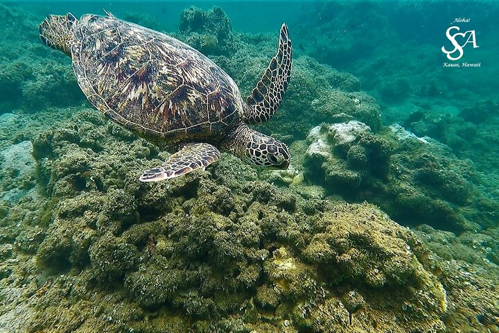 Kauai Snorkeling Adventure - Photo 1 of 14